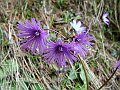 Primulaceae - Soldanella alpina